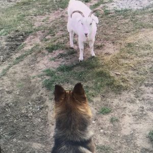 Meet your Posher, Chad